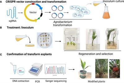 Is CRISPR/Cas9 a way forward to fast-track genetic improvement in commercial palms? Prospects and limits